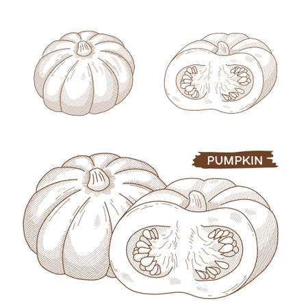 Vector illustration of vegetables "pumpkin"のイラスト素材
