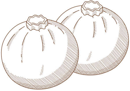 Vector illustration of vegetables "Round zucchini"のイラスト素材