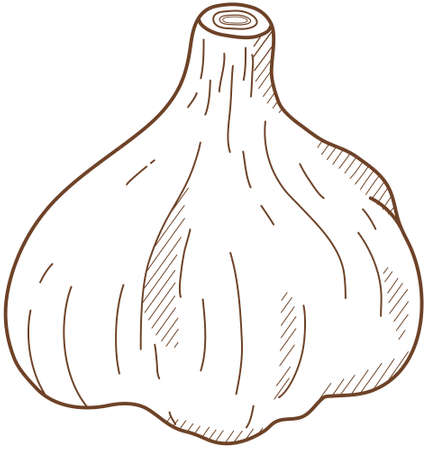 Vector illustration of vegetables "Garlic"のイラスト素材