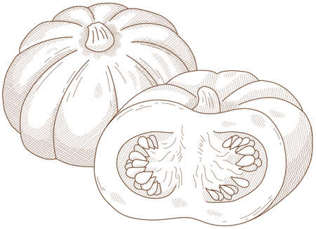 Vector illustration of vegetables "pumpkin"のイラスト素材