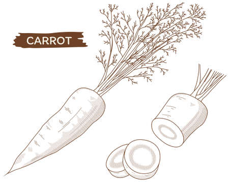 Vector illustration of vegetables "carrot"のイラスト素材