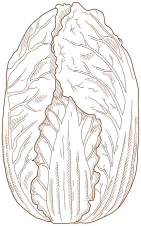 Vector illustration of vegetables "Chinese cabbage"のイラスト素材