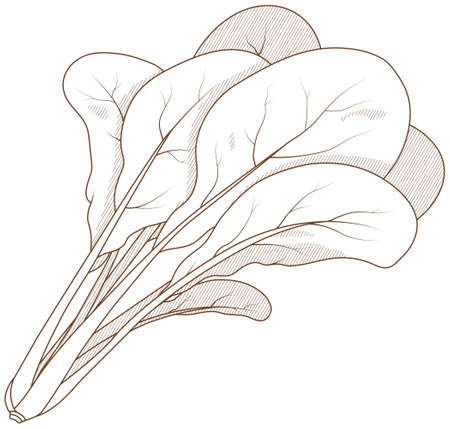 Vector illustration of vegetables "Komatsuna"のイラスト素材