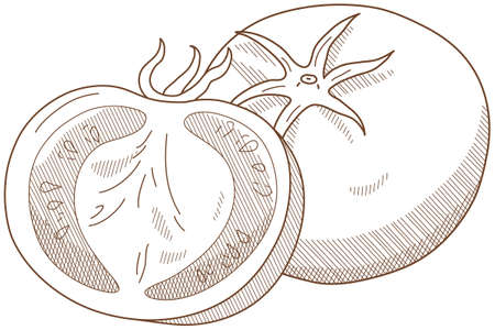 Vector illustration of vegetables "tomato"のイラスト素材