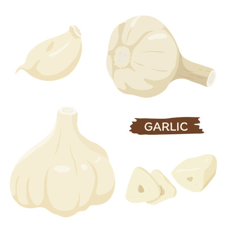 Vector illustration of vegetables "garlic"のイラスト素材