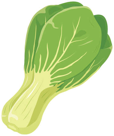 Vector illustration of vegetables "bok choy"のイラスト素材
