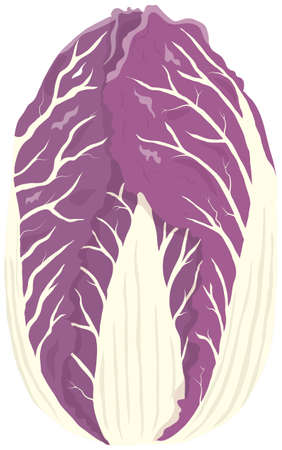 Vector illustration of vegetables "Chinese cabbage"のイラスト素材