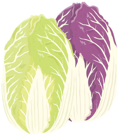 Vector illustration of vegetables "Chinese cabbage"のイラスト素材