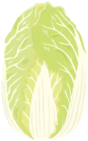 Vector illustration of vegetables "Chinese cabbage"のイラスト素材