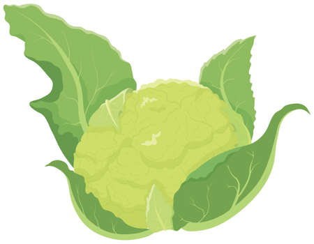 Vector illustration of vegetables "Green cauliflower"のイラスト素材