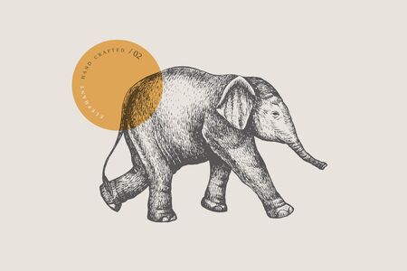 An image of a little Asian baby elephant drawn by graphic lines on a light isolated background. Vector illustration in engraving style.のイラスト素材
