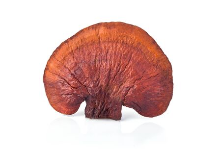 Lingzhi mushroom, Reishi mushroom have property medicine.