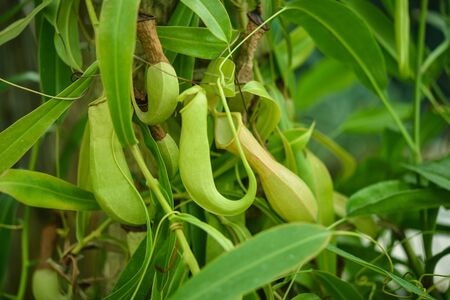 食虫植物の写真 イラスト素材一覧 1 739件 ストックフォトのamanaimages Plus