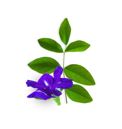 Butterfly pea leaves on white backgroundの写真素材