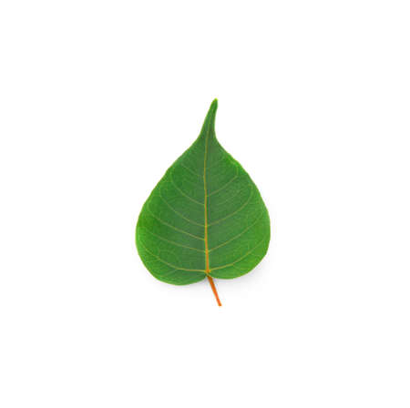 Bo leaves heart-shaped leaves are long end. on white background