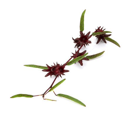 fresh roselle fruits isolated on white backgroundの写真素材