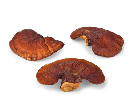 Lingzhi mushroom, Ganoderma Lucidum on white backgroundの写真素材