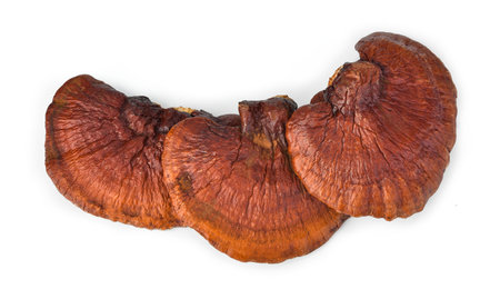 Lingzhi mushroom, Ganoderma Lucidum on white backgroundの写真素材