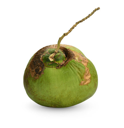 Coconut isolated on white background. Clipping path included.の写真素材