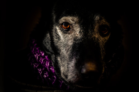 Closeup portrait of a beautiful black old dog in a scarf on a black backgroundの写真素材