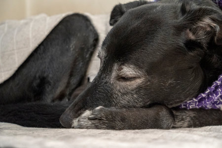 Black dog sleeping on the sofa. Shallow depth of field.の写真素材
