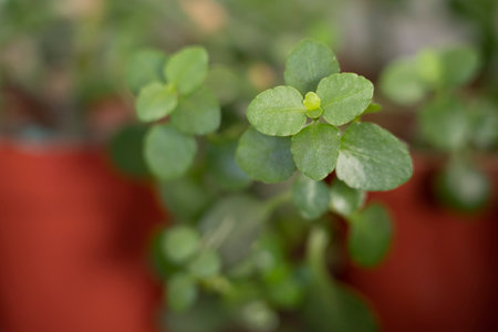 Close up of small green plant in a pot with blurred background.の写真素材