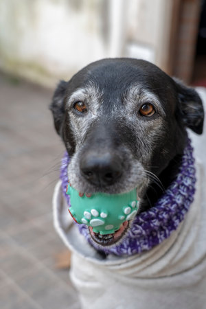 Dog with a green ball and a scarf, close-up.