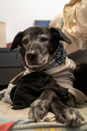 Homeless dog with a sad expression on his face lying on the couch