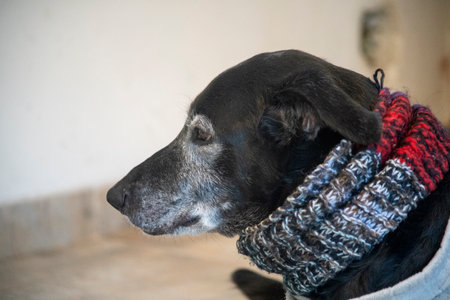 Old black dog in winter clothes. Old dog with wool scarf.の写真素材