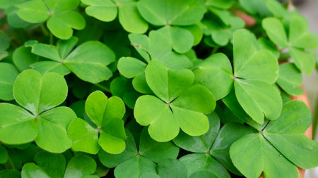 Green clover leaves in a pot, close-up, selective focus