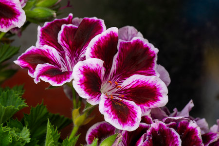 Beautiful geranium flowers in a pot on a dark background.