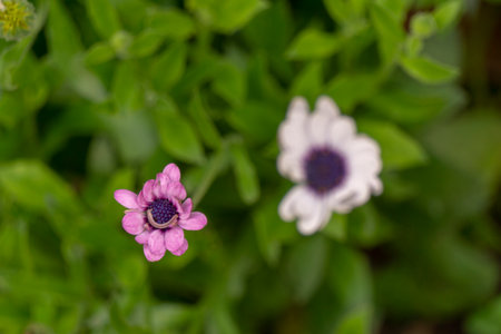 Close up of white and purple daisy flower with green leaves backgroundの写真素材