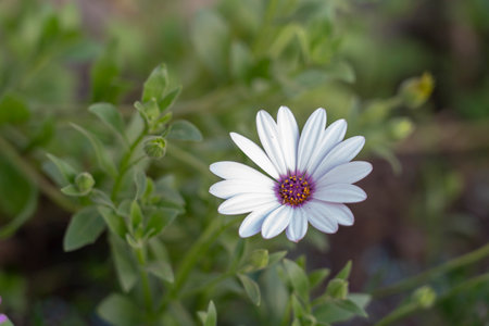 white daisy flower in the garden, shallow depth of field.の写真素材