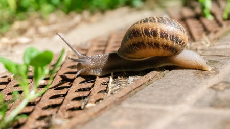 Snail crawling on the side walk in the garden. Close-up.の写真素材