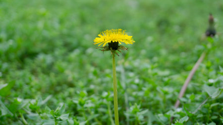 Yellow dandelion flower in the green grass. Select focus.の写真素材