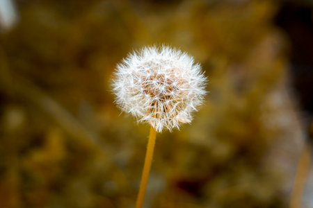 Dandelion seed head on blurred background with bokeh.の写真素材