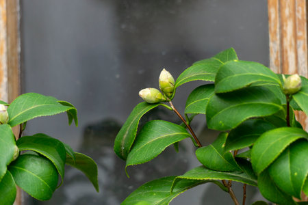 Green leaves and buds of Camellia japonica in springの写真素材