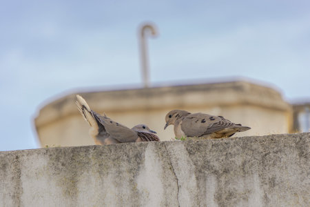 Pigeons sitting on the wall in the city of Buenos Aires, Argentina.の写真素材
