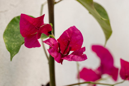 Bougainvillea glabra or paper flower in gardenの写真素材