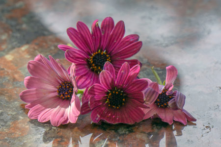 pink osteospermum flowers on a marble surface reflected in waterの写真素材