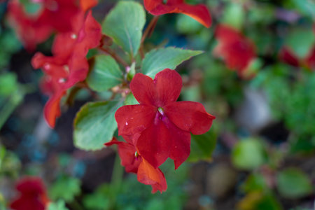 Beautiful red begonia flowers in the garden, selective focusの写真素材