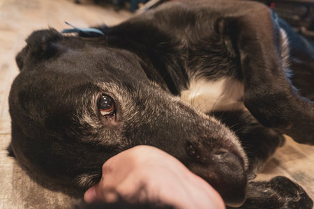 Cute black dog lying on the floor and looking at the cameraの写真素材