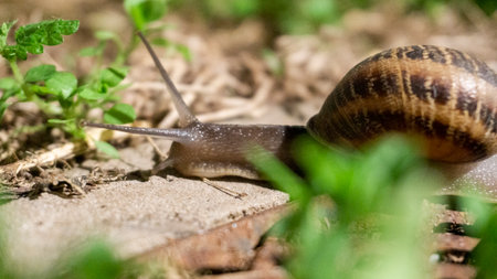 Snail crawling on the ground in nature. Snail crawling on the ground.の写真素材
