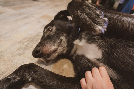Close-up of a dog lying on the floor with its ownerの写真素材