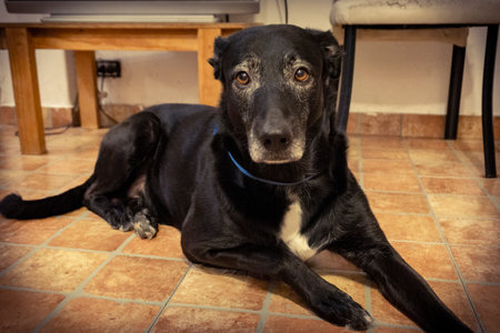 Black stray dog on the floor at home. Select focus.の写真素材