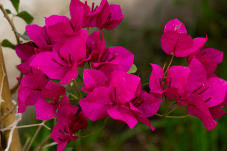 Pink bougainvillea flowers in the garden, Argentina.の写真素材