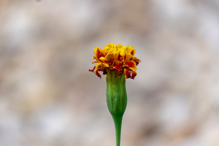 Tagetes erecta, Mexican marigold, African marigoldの写真素材