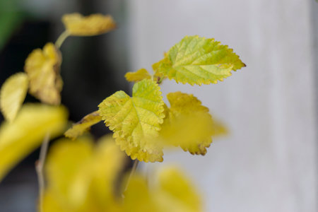 Autumn leaves on the windowsill.の写真素材