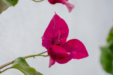 Pink bougainvillea flower on white background, Thailand.の写真素材