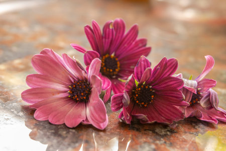 Beautiful pink daisy flowers on the old rusty metal background.の写真素材